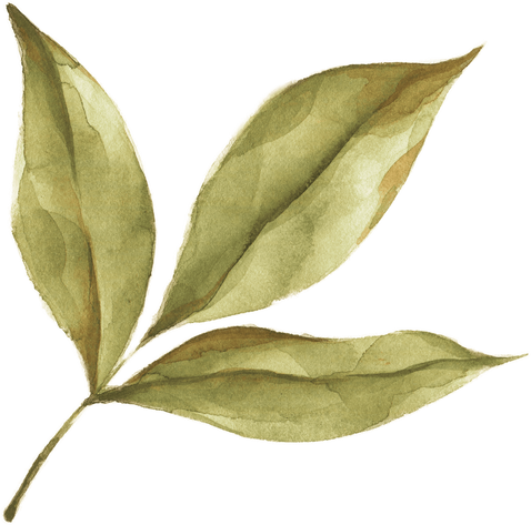 Modern oasis leaf